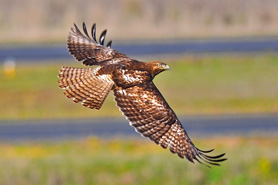Red Tailed Hawk in flight in the Uncompahgre Valley of Colorado.