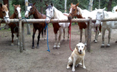 Dog with Horses at Bear Mountain Stables in Conifer, Colorado